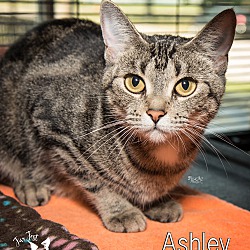 Photo of Ashley (adoption fee reduced!)