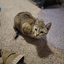 Photo of Momma Cat