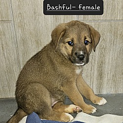 Photo of Bashful