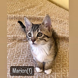 Thumbnail photo of Marion #1