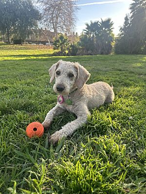 San Diego, CA - Goldendoodle. Meet Loosey a Pet for Adoption ...