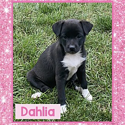 Photo of Dahlia