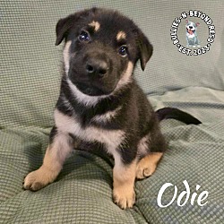 Thumbnail photo of Odie #4