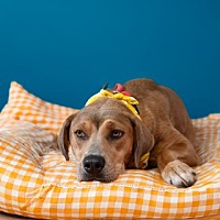 adopt a pet