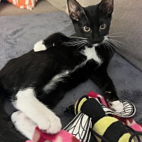 adopt a pet