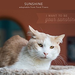 Thumbnail photo of Sunshine #2