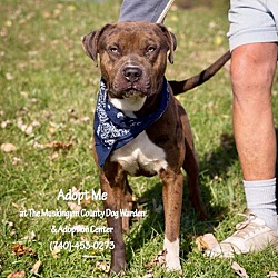 Thumbnail photo of Chico - ADOPTED! #2
