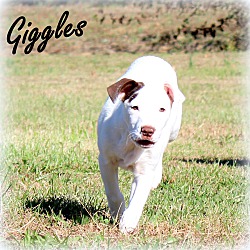 Thumbnail photo of Giggles~adopted! #3