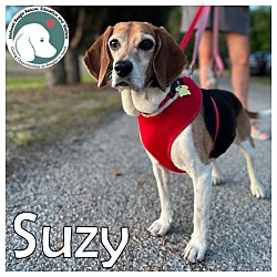 Photo of SUZY