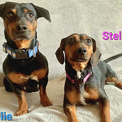 Photo of Stella and Ollie