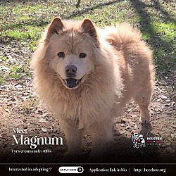 Thumbnail photo of Magnum #1
