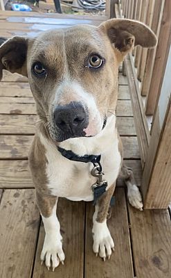 Haiku, HI - Rhodesian Ridgeback/Catahoula Leopard Dog. Meet Lena a Pet ...