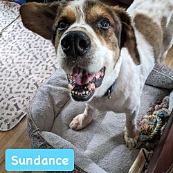 Thumbnail photo of Sundance #2