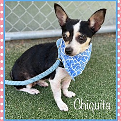 Thumbnail photo of CHIQUITA (also see BRUNO) #3