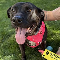 adopt a pet