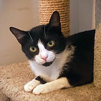 adopt-pet