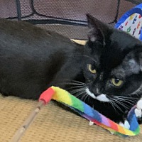 adopt a pet