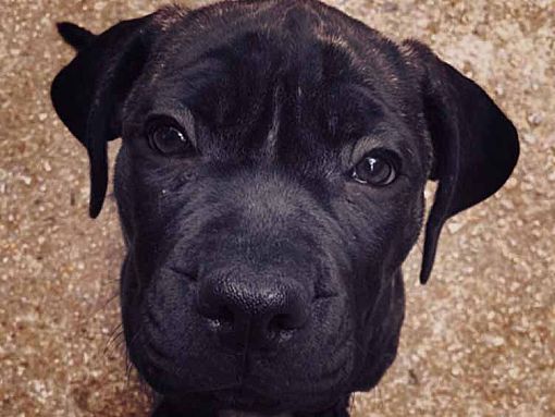 Charlotte Nc Cane Corso Meet Isis A Pet For Adoption