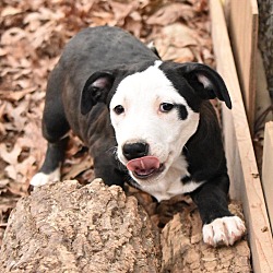 Thumbnail photo of Stella Pup ~meet me! #2