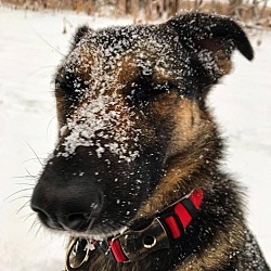 Blaine, Mn - German Shepherd Dog Border Collie. Meet Lyra A Pet For 