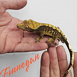 Thumbnail photo of Finnegan #1