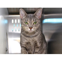 Photo of BELLE