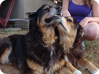 anatolian shepherd bernese mountain dog mix