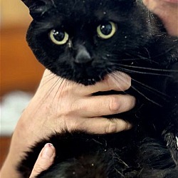 Thumbnail photo of Brini: sweet older kitty #3