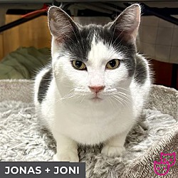 Thumbnail photo of Jonas (bonded with Joni) #1