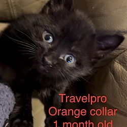 Photo of Travel Pro - Orange Collar