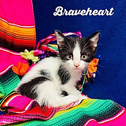 Photo of Braveheart