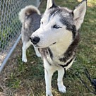 Adopt A Pet :: Umi - Lancaster, OH