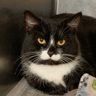 Adopt A Pet :: Asher - Versailles, KY