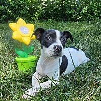 adopt a pet