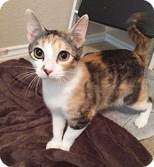 Arlington Ft Worth Tx Calico Meet Luna A Pet For Adoption