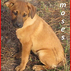 Thumbnail photo of Moses- Adoption Pending #4