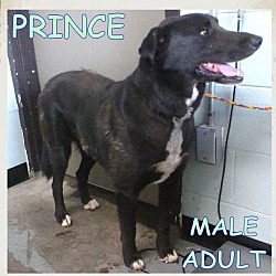 Thumbnail photo of PRINCE:Low Fees/Neutered #2