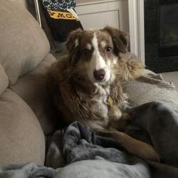 Australian Shepherd Puppies For Sale In Iowa Adoptapet Com