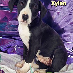Thumbnail photo of Xylen #1