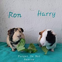 Photo of Harry & Ron
