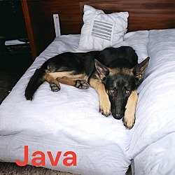 Thumbnail photo of Java #3