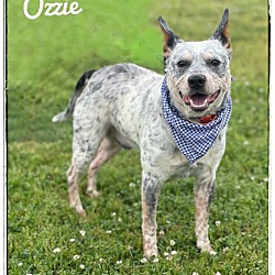 Photo of Ozzie