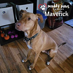 Thumbnail photo of Maverick (Courtesy Post) #2