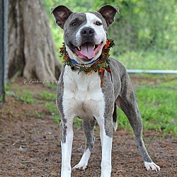 Photo of Kellie - Adoptable