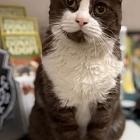 adopt a pet