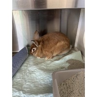 adopt-pet