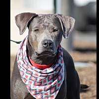 adopt-pet