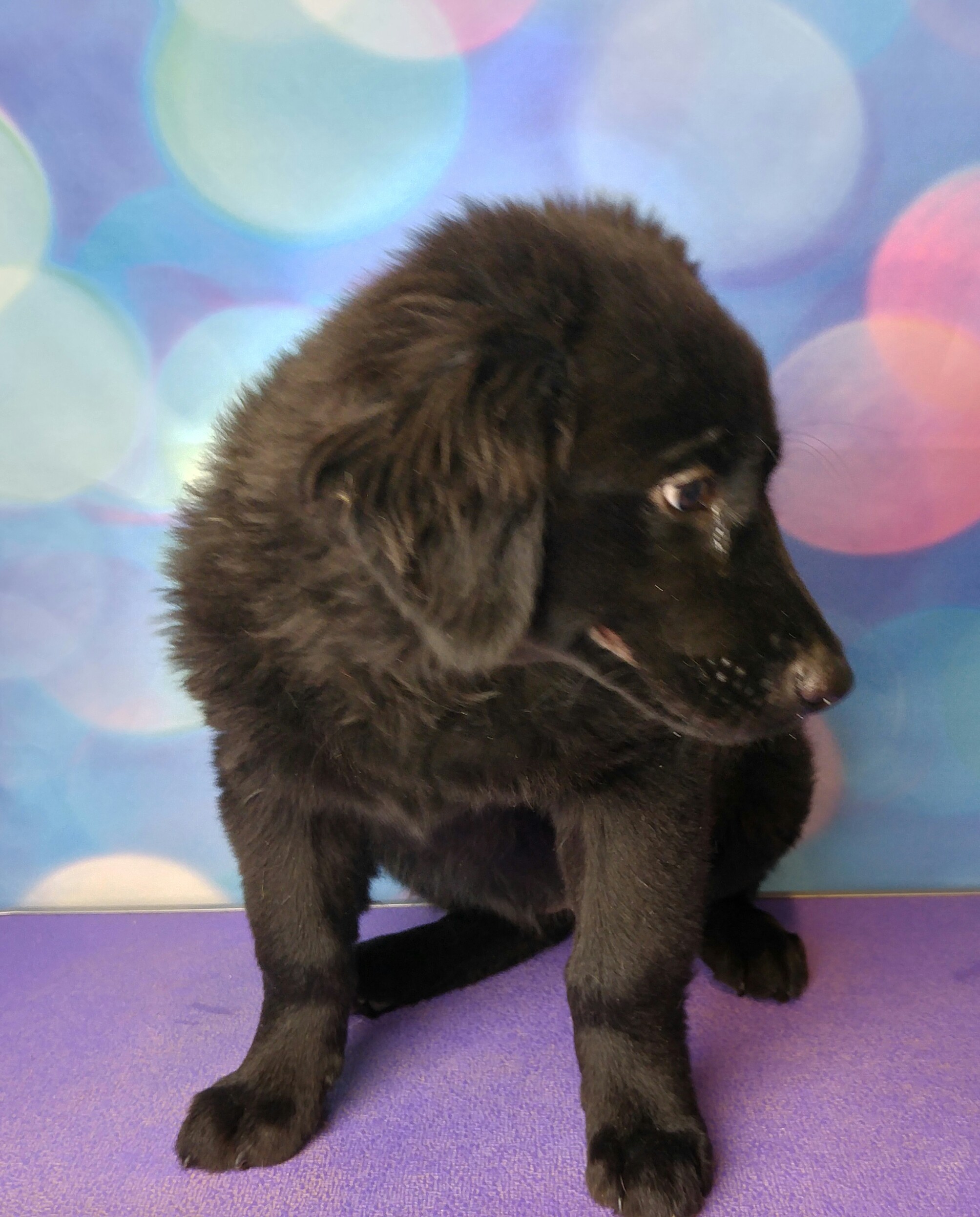 Denver Co Newfoundland Meet Betsy A Pet For Adoption