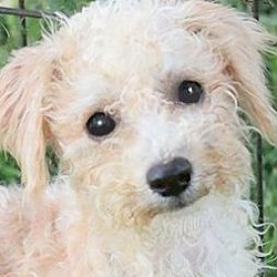 Thumbnail photo of PEBBLES(OUR "SCHNOODLE-A DOLL! #1