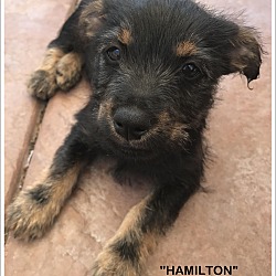 Thumbnail photo of Hamilton (in adoption process) #1